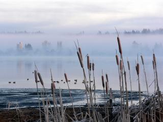 обои Камыш и озеро в тумане фото