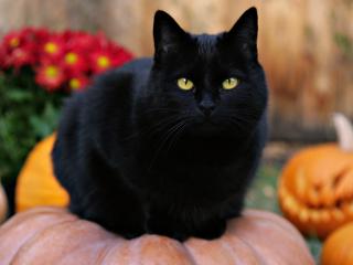 обои Черный кот с лунными глазами фото