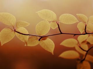обои Пожелтевшие листья на ветви дерева фото