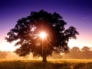 обои Солнце в центре летнего дерева, поле фото