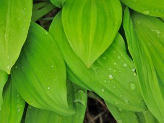 обои Капли дождя на зеленых листьях фото