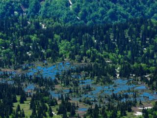 обои Объемный вид на лес и ручьи,   близ гор фото
