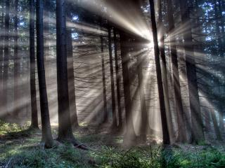 обои Солнце в туманном лесу фото