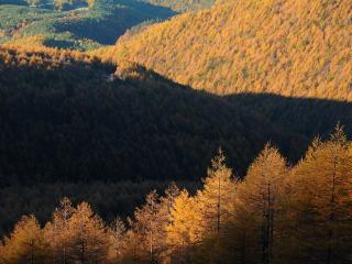 обои Холмы усеянные осенними деревьями фото