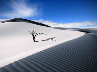 обои Засохшее дерево в пустыне на белом песке фото