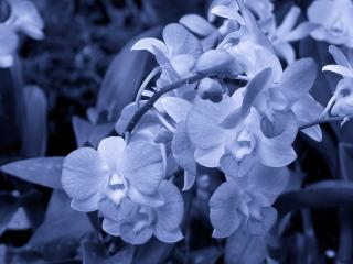 обои Белые цветы в вечернем свете фото