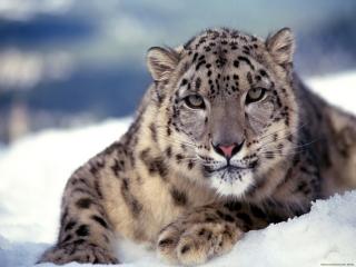 обои Дымчатый леопард на снегу фото