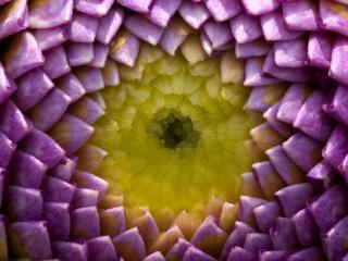 обои желтая сердцевина фиолетового цветка фото