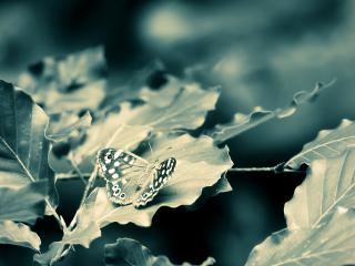 обои Бабочка на листьях в вечернем свете фото