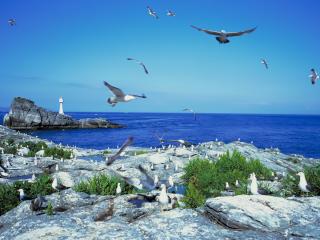обои Летающие чайки над голубым озером фото