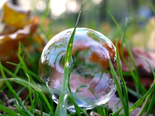 обои Пузырек в траве фото