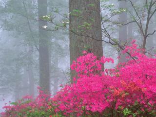 обои Розовый куст в лесу фото
