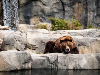 обои Отдыхающий бурый медведь фото