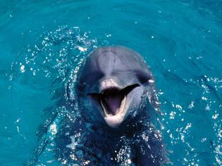 обои Улыбающийся дельфин фото