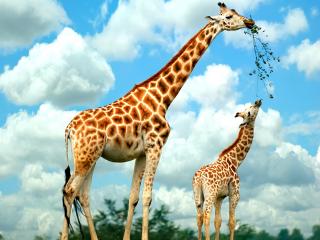 обои Два жирафа фото
