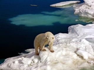 обои Полярный медведь на леднике фото