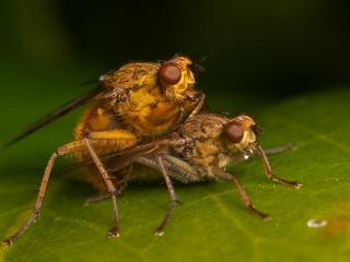 обои Размножение насекомых фото