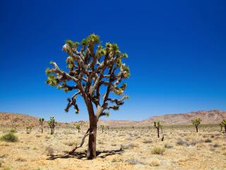 обои Кактусы в пустыне фото