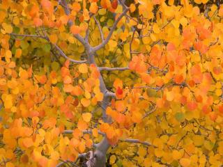 обои Желто-оранжевая осень фото