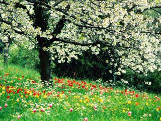 обои Весенняя лужайка под цветущим деревом фото
