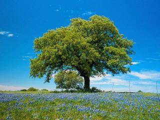 обои Одинокое дерево на поляне синих цветов фото
