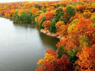 обои Красивый осенний лес у озера фото