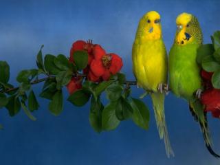 обои Два желтых попугайчика на цветущей ветке фото