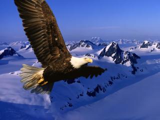 обои Орел парит в небе над снежными вершинами гор фото