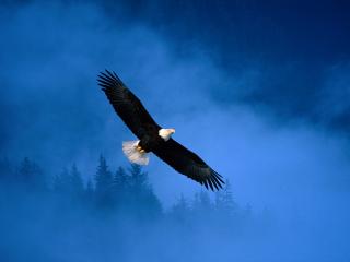 обои Полет орла над туманным лесом фото
