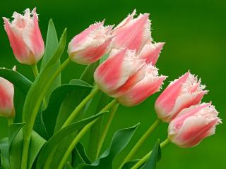 обои Розовые с белым тюльпаны фото