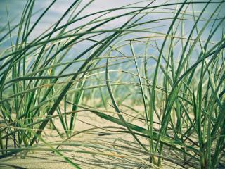 обои Зеленая трава на песке фото