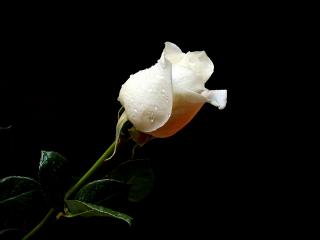 обои Белая роза фото