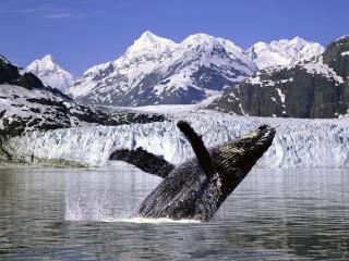 обои Синий кит в арктике фото
