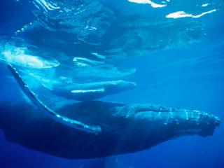 обои Синий кит над поверхностю воды фото