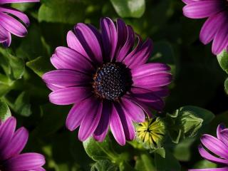 обои Фиолетовые цветки с темно-синей серединой фото