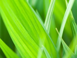 обои Ярко-зеленая трава крупным планом фото