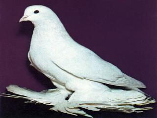 обои голубь с мохнатыми лапками фото