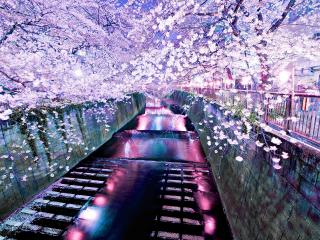 обои Речной канал в свете фонарей и цветении сакуры фото