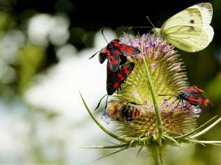 обои Слет бабочек на цветке фото