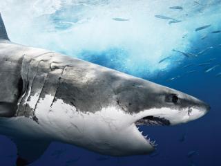 обои Ужасная белая акула фото