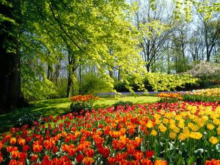 обои Весенний лес в цветах фото