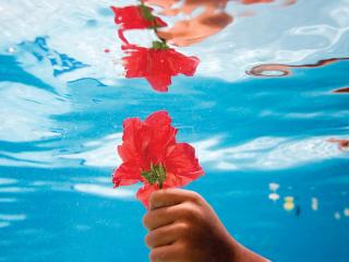 обои Красный цветок в руках под водой фото