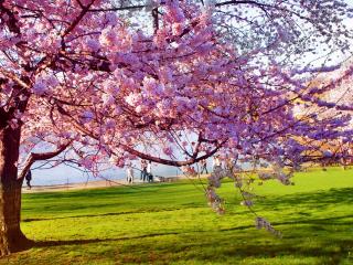 обои Розовое весеннее дерево, на зеленой лужайке фото