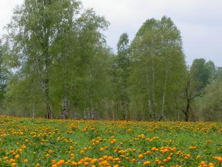 обои Желтые цветы на лугу у деревьев фото