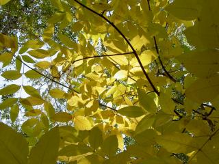 обои Под желтыми осенними листьями фото