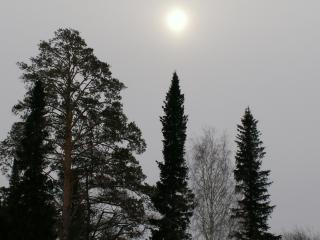 обои Тусклое закатное солнце над верхушками деревьев фото