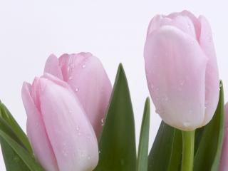 обои Светло-розовые тюльпаны фото