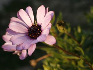 обои Цветок со светло-розовыми лепестками фото