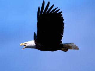 обои Яростный полет белоголового орла фото