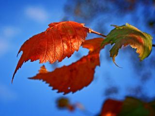 обои Красные осенние листья фото